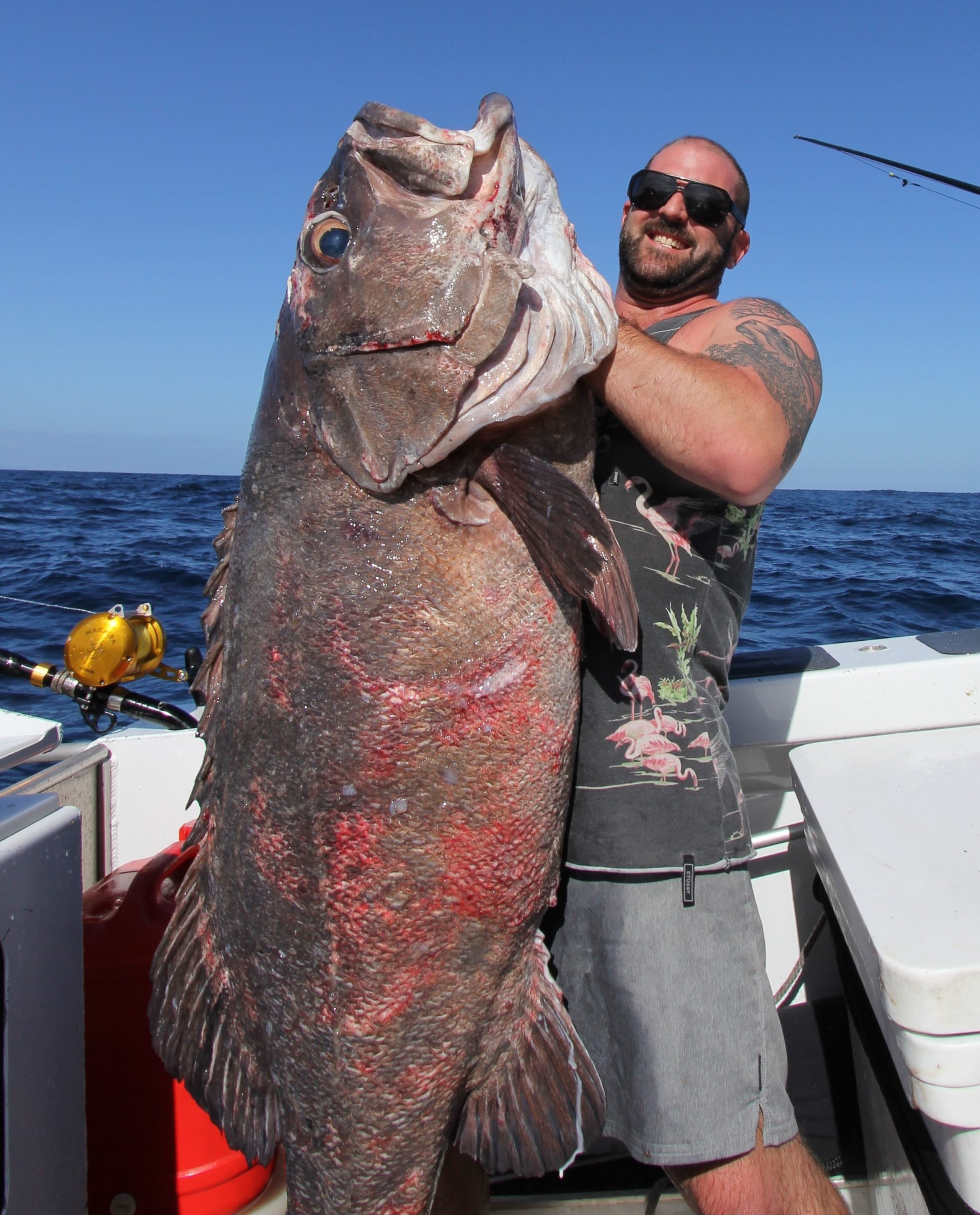 Catching Monster Bluenose and Bass – Hauraki Gulf Fishing