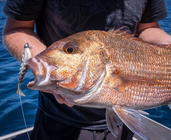 Gulp releases new soft baits – Hauraki Gulf Fishing