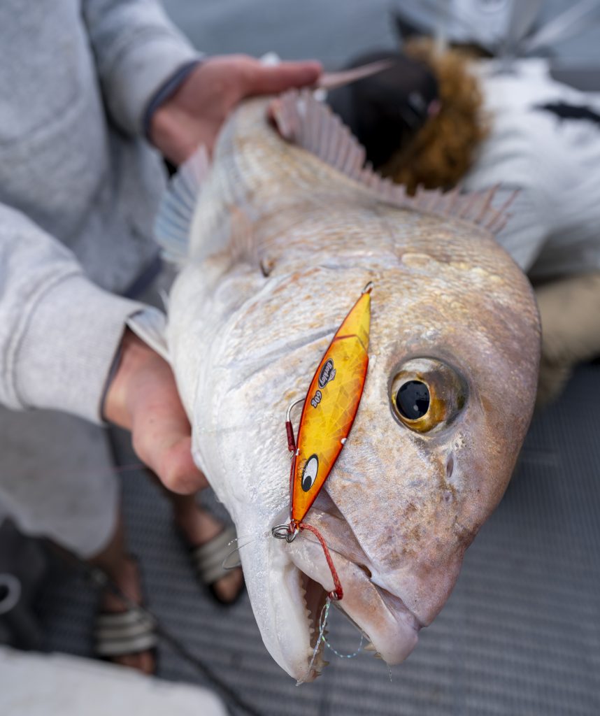 The Hauraki Gulf explodes with massive workups! Big Snapper